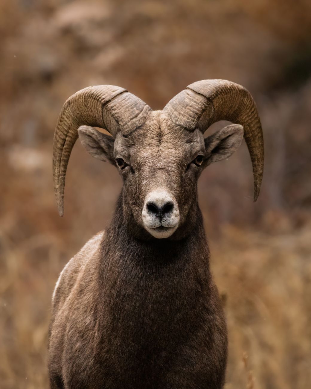 Portrait of a bighorn sheep ram showcasing its curled horns