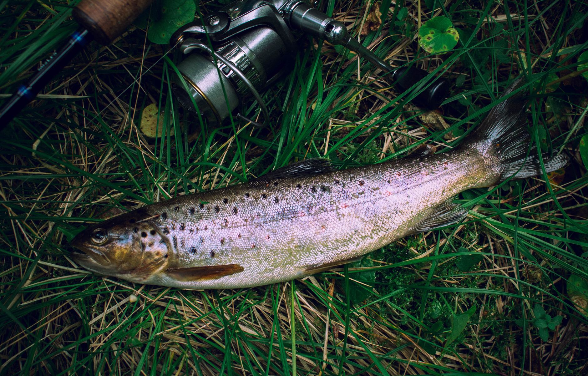 Close-up of a brown trout on grass beside a fishing rod