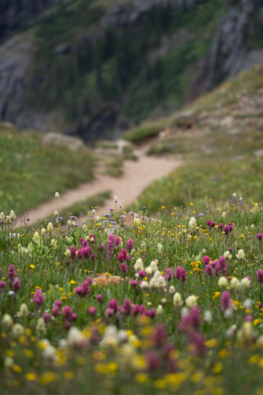 Colorful wildflower meadow with Colorado mountains in the background during summer