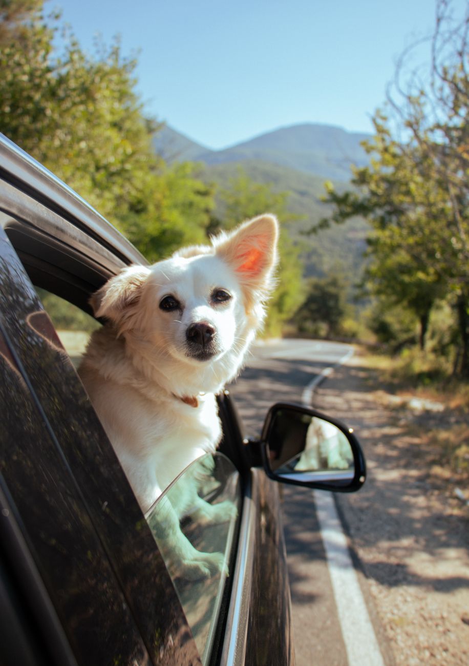 A dog looks out of a car window on a scenic mountain road