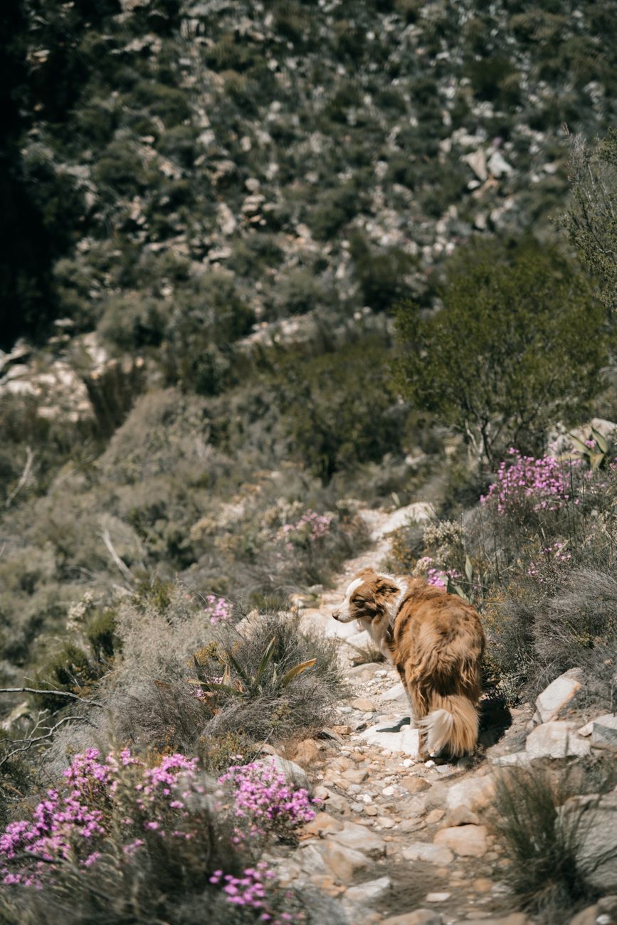 A dog explores a scenic rocky trail surrounded by vibrant wildflowers