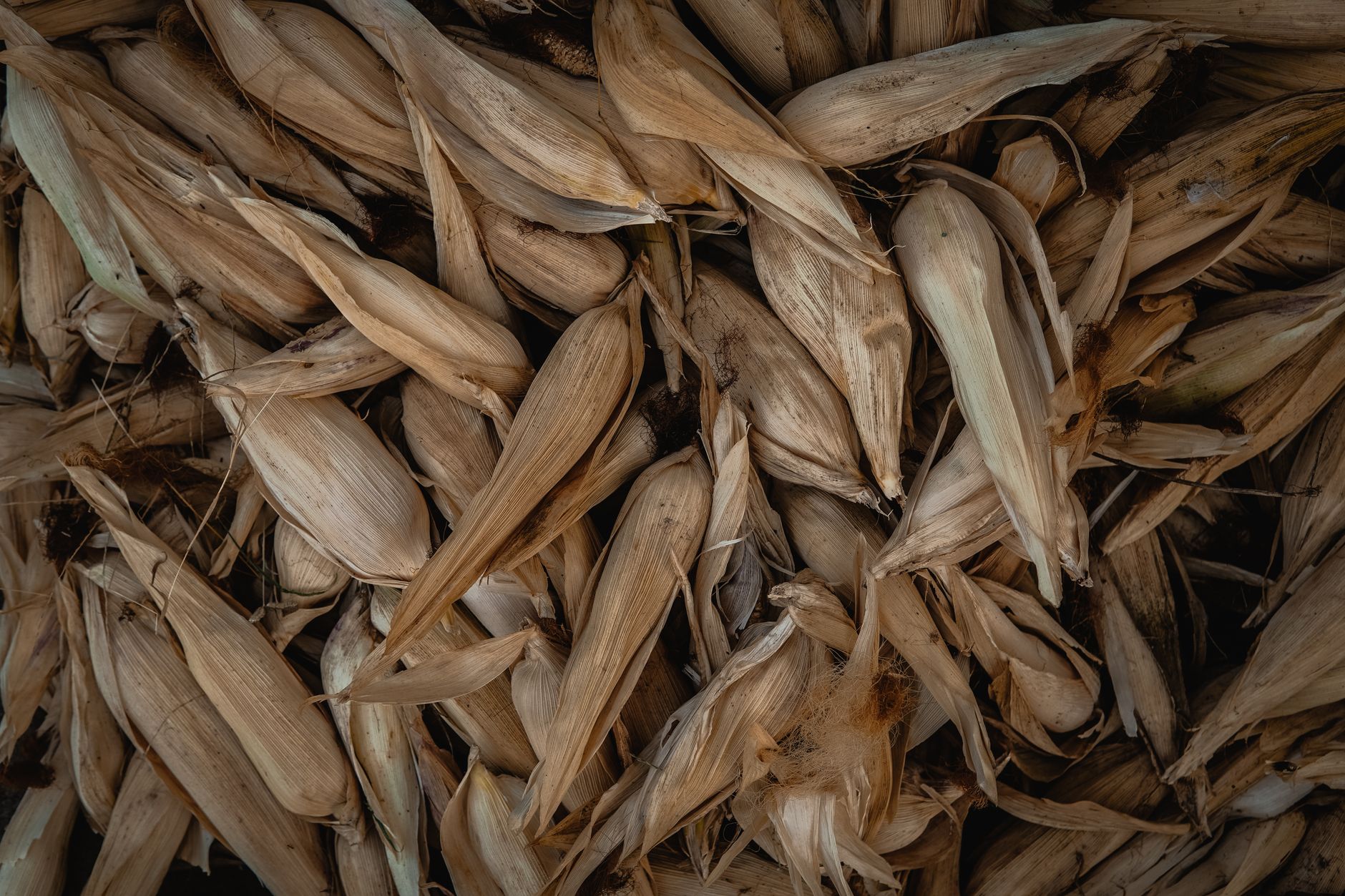 A close-up view of a pile of dried corn husks with earthy tones