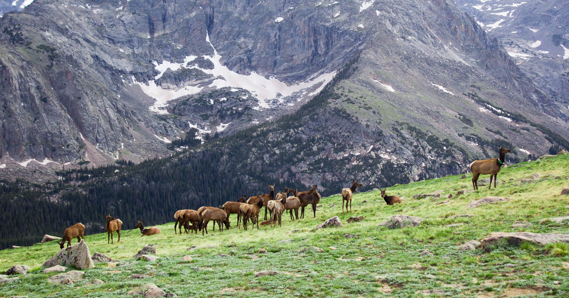 A herd of elk grazing on a grassy hillside in the Rocky Mountains