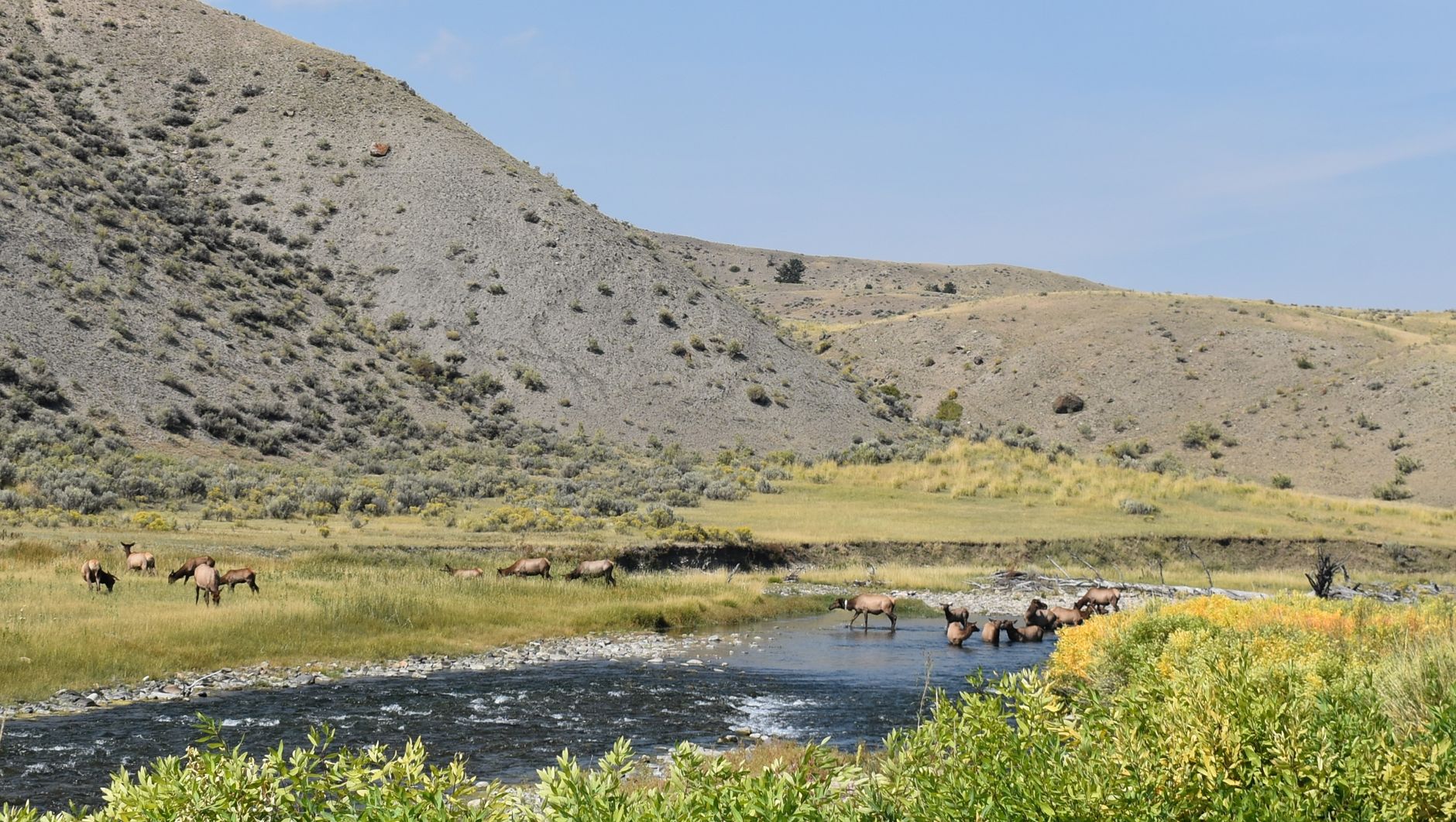 A peaceful scene of an elk herd grazing by a flowing river in the mountains