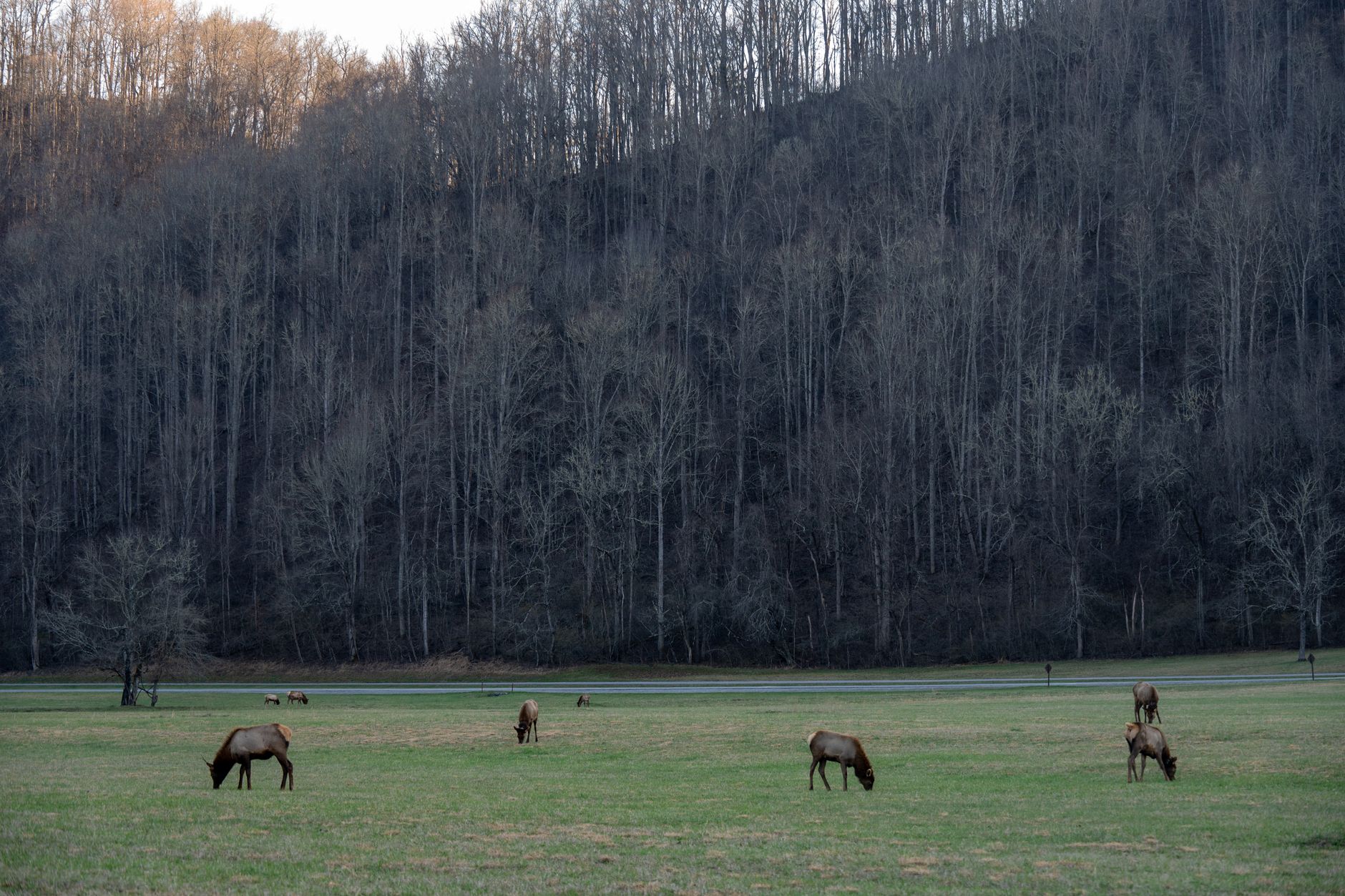 A herd of elk grazing peacefully in a green meadow surrounded by mountains