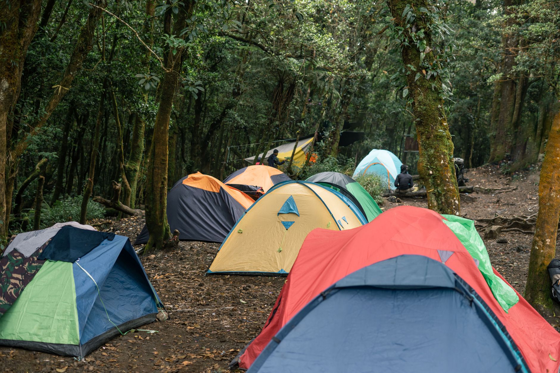 A serene forest campsite with colorful tents set up among tall trees