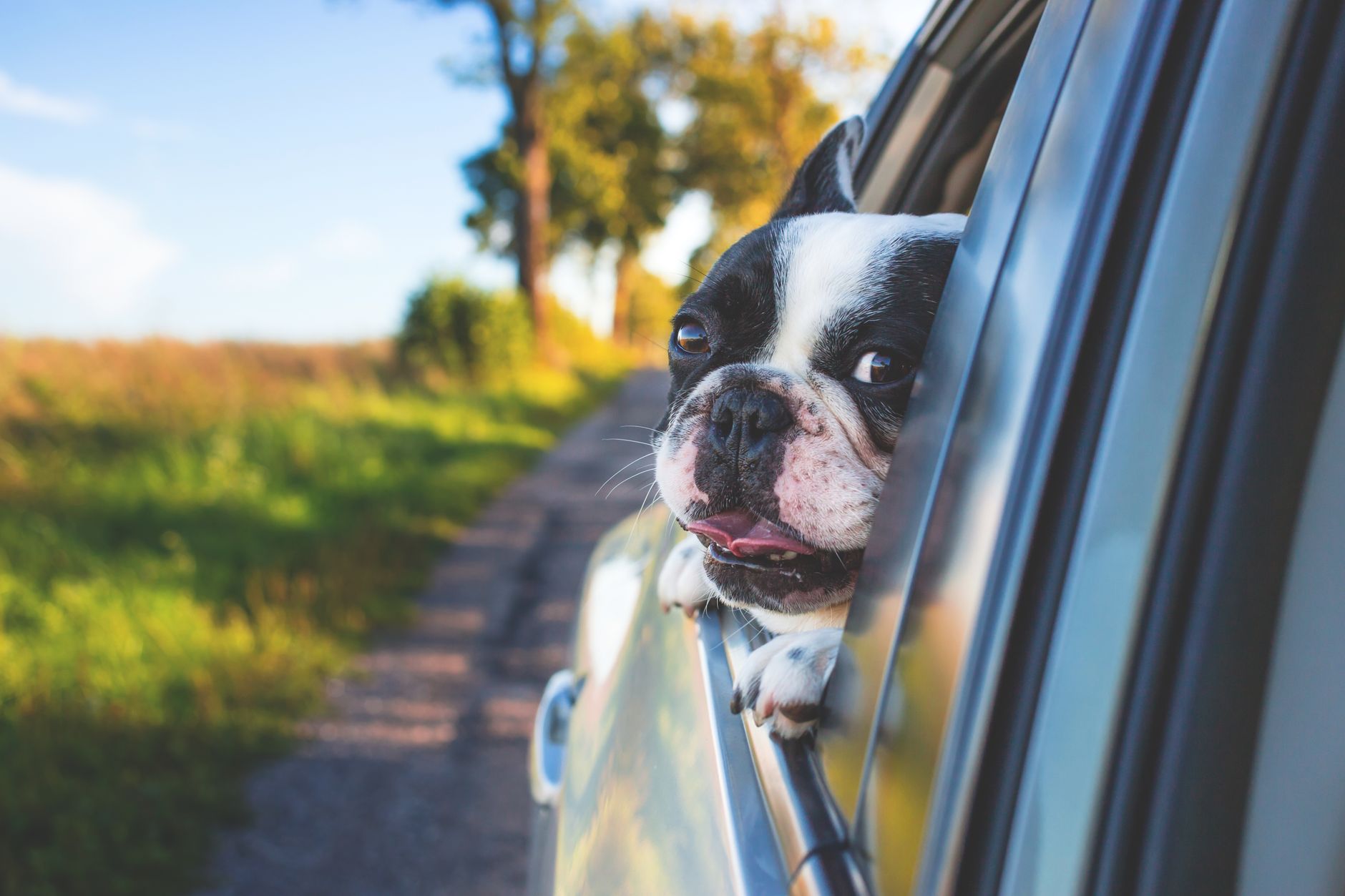 Pet-Friendly Road Trip Guide Through Poncha Springs, Colorado