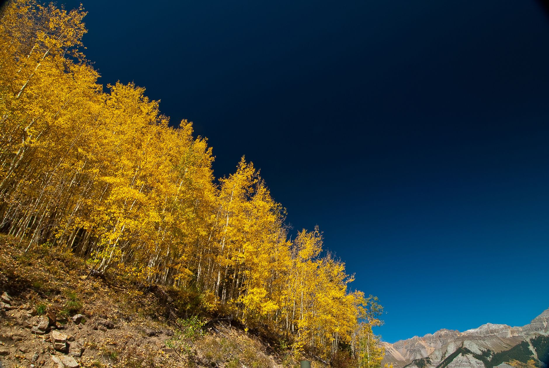 Golden aspen trees in fall color on a Colorado mountainside