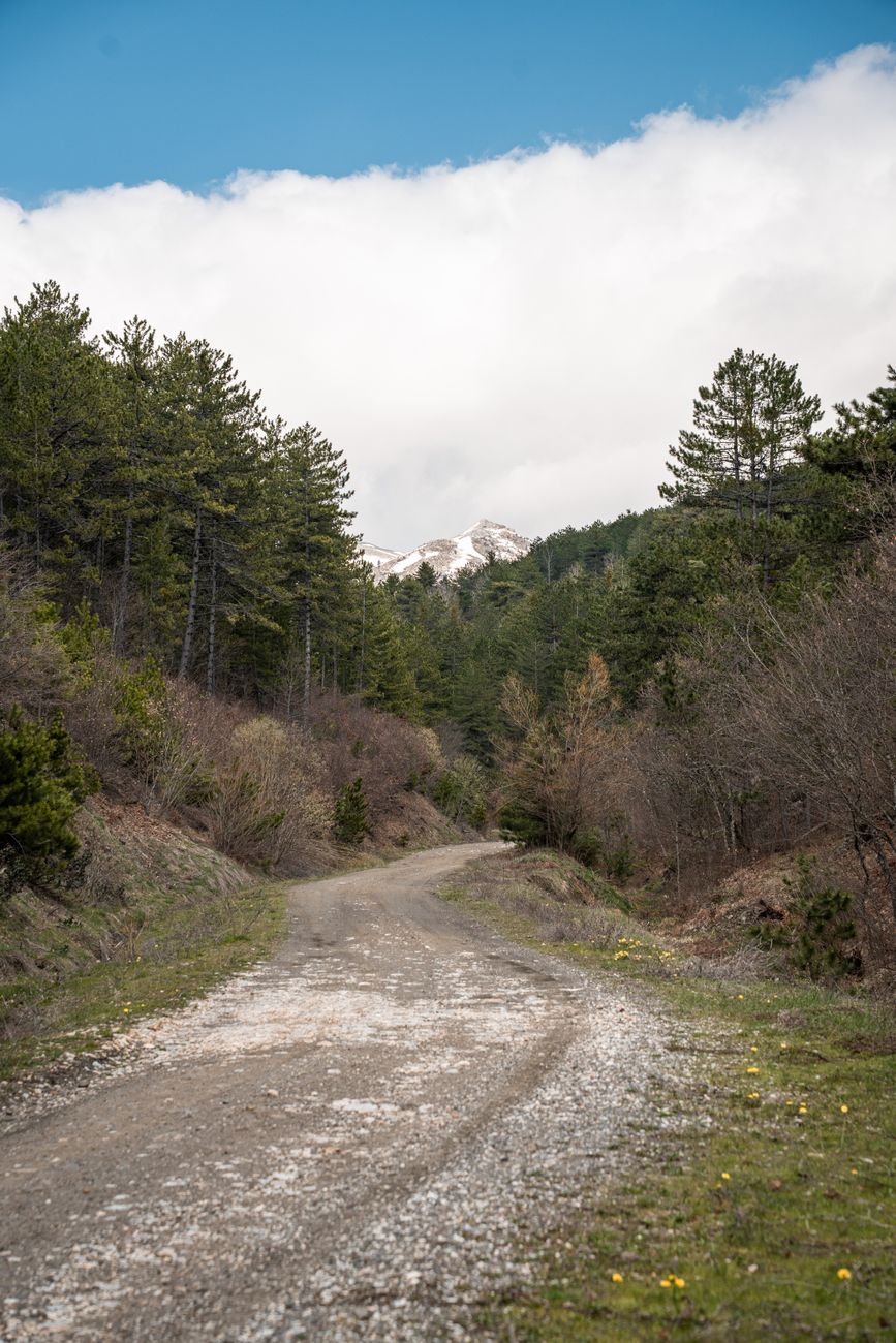 A curving gravel path through a serene forest with mountains under clouds