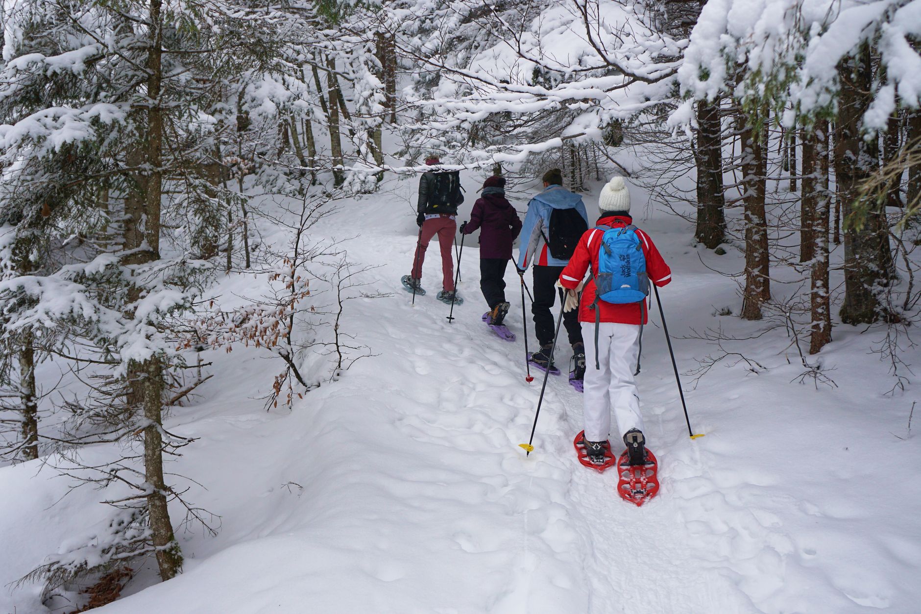 A group of hikers enjoying a snowy winter hike with snowshoes in a forest
