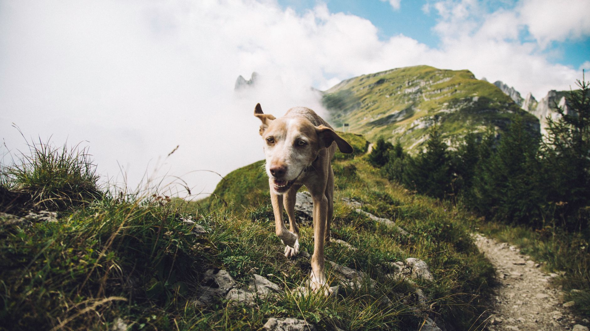 A happy dog enjoys a hike on a picturesque mountain path