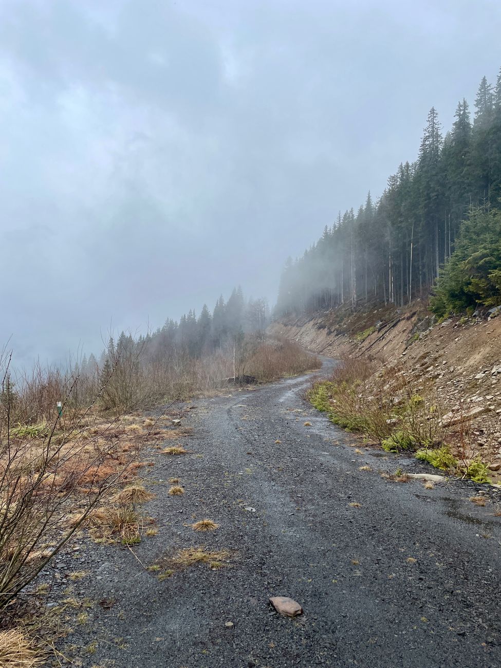 A misty mountain road winding through fog and dense coniferous forest