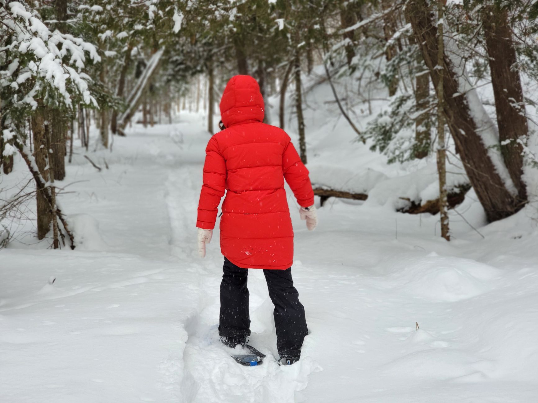 A person in a red coat snowshoeing through a snowy forest