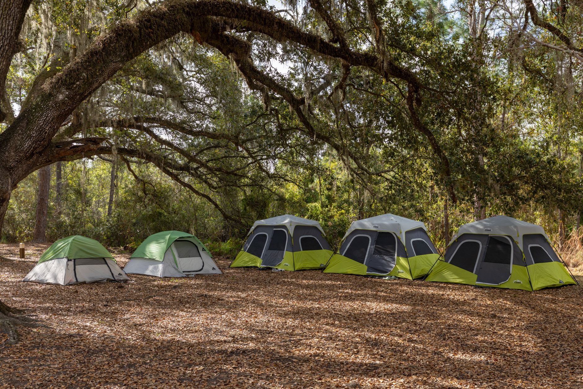 A row of tents in a peaceful forest camping site under a large tree