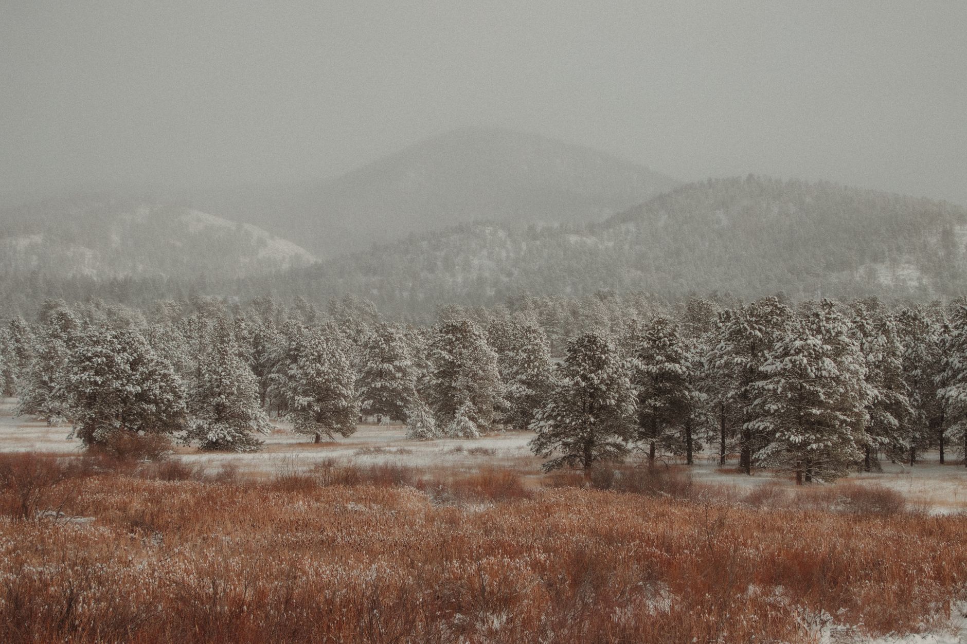 Snow-covered pine trees in a Colorado winter landscape