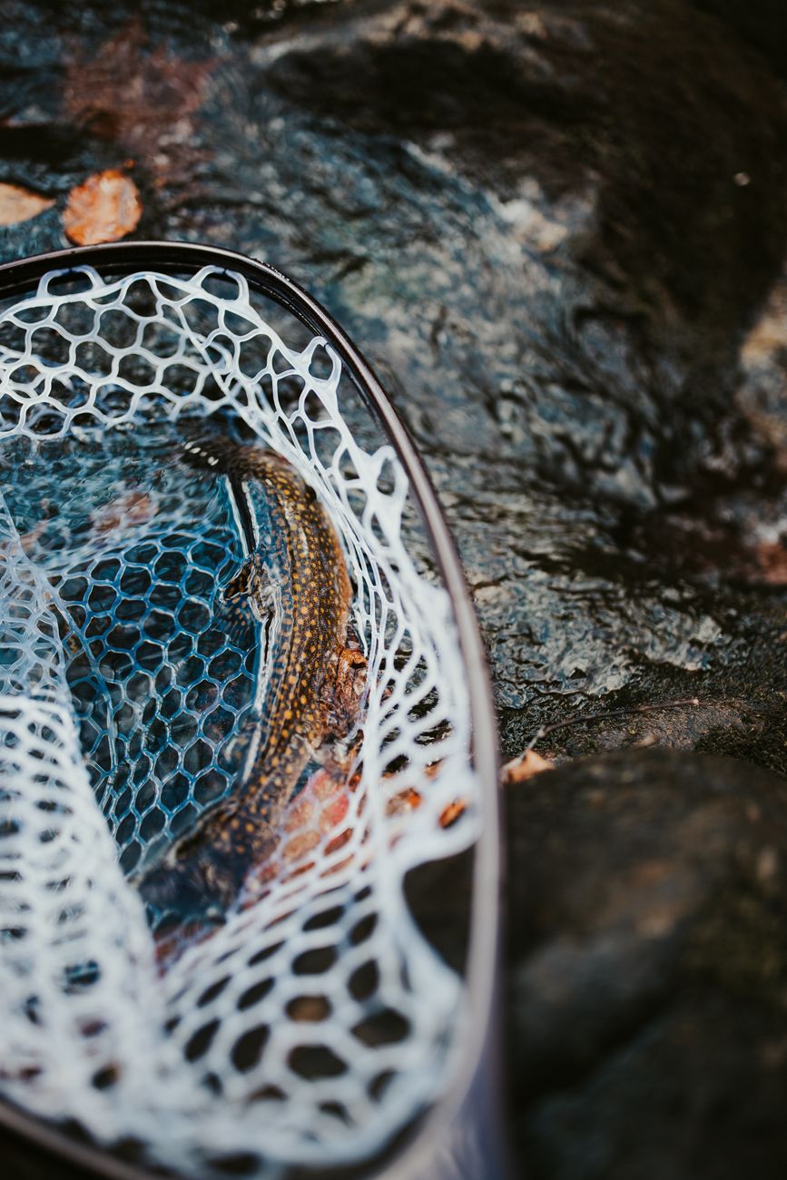 A trout caught in a net resting on rocks beside a flowing stream