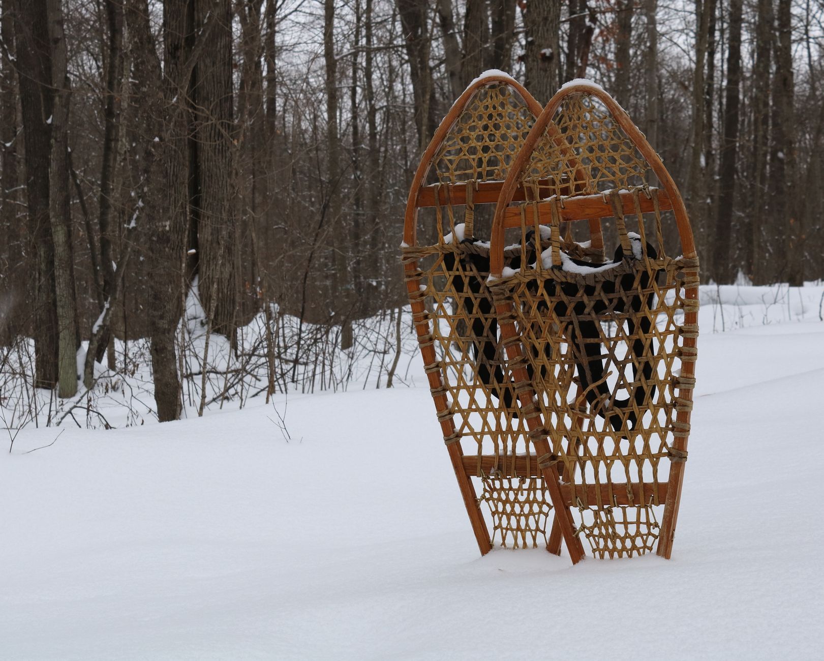 A pair of classic wooden snowshoes standing in a snowy forest