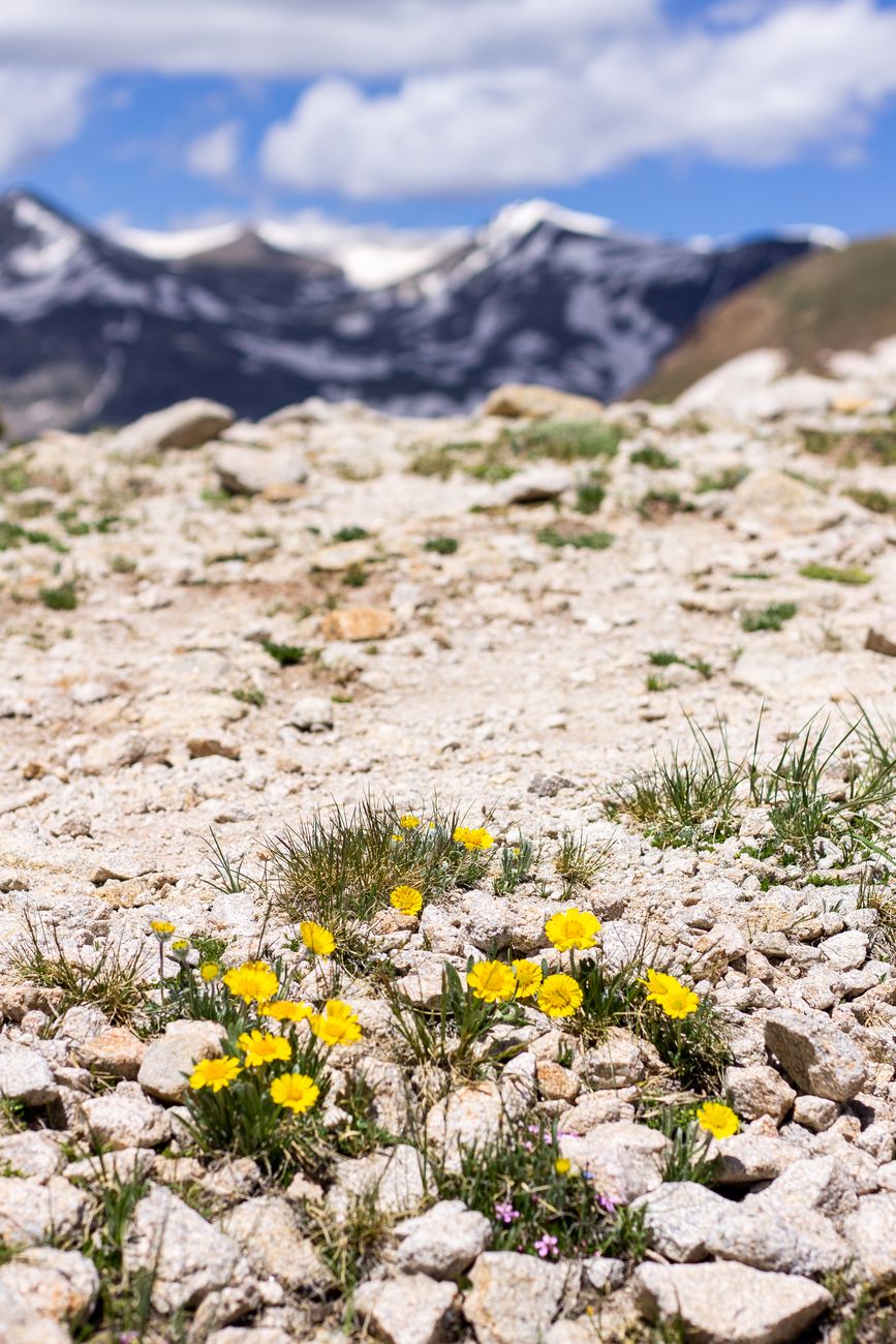 Field of yellow wildflowers in a Colorado mountain meadow